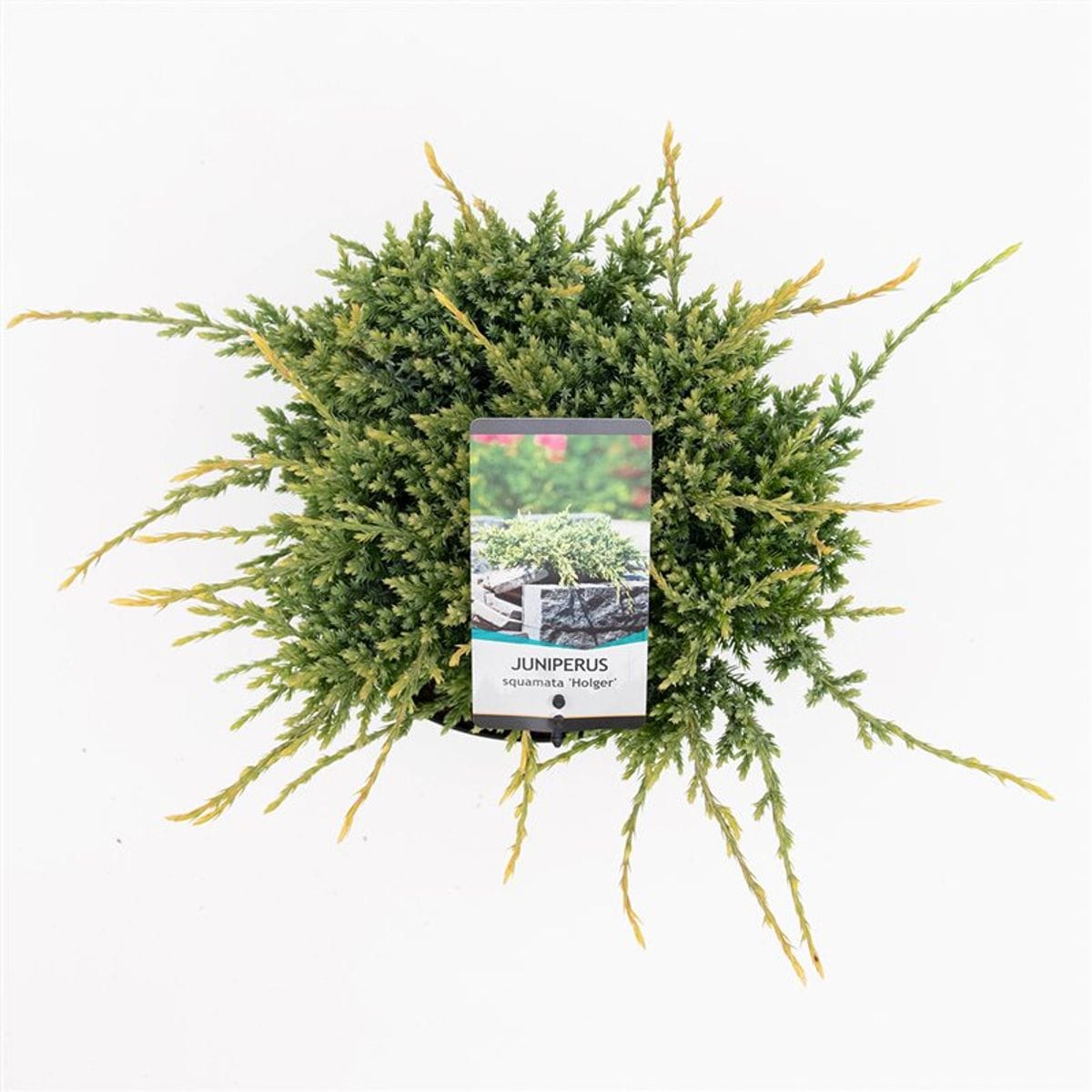 Žvynuotasis kadagys 'Holger' - Image 2