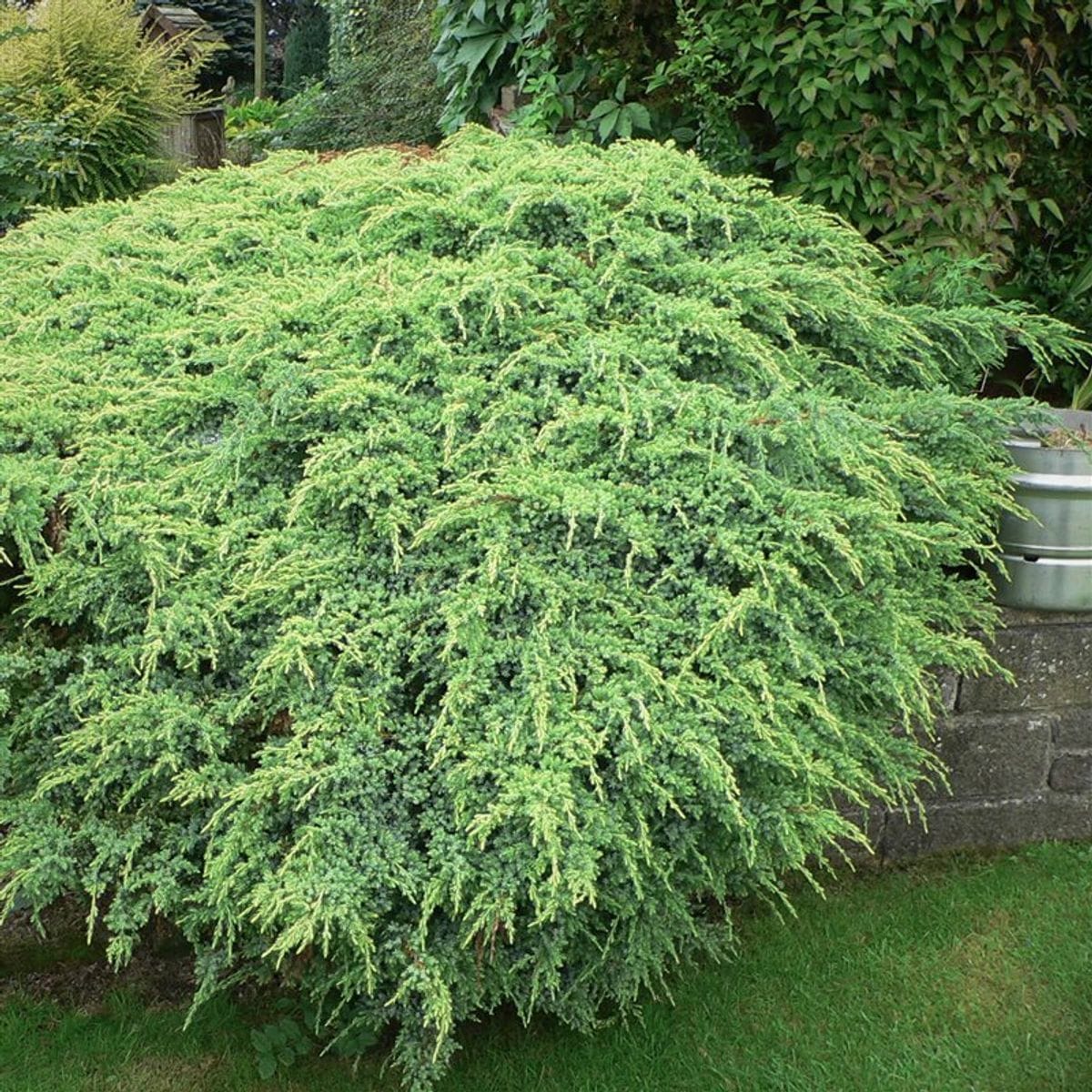 Žvynuotasis kadagys 'Holger' - Image 5