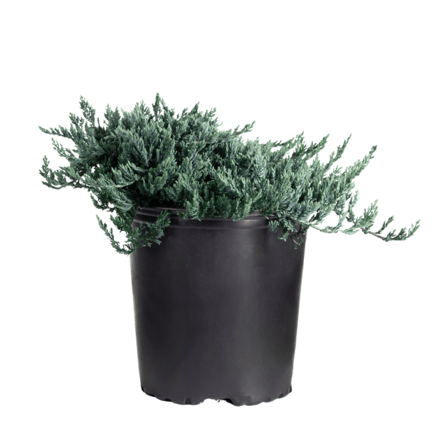 Kadagys gulsčiasis 'Ice Blue'