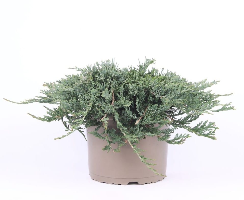 Padrikasis kadagys 'Wiltonii'