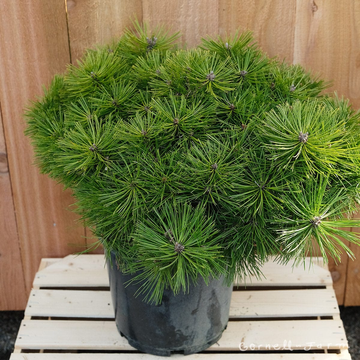 Hondinė pušis 'Jane Kluis'