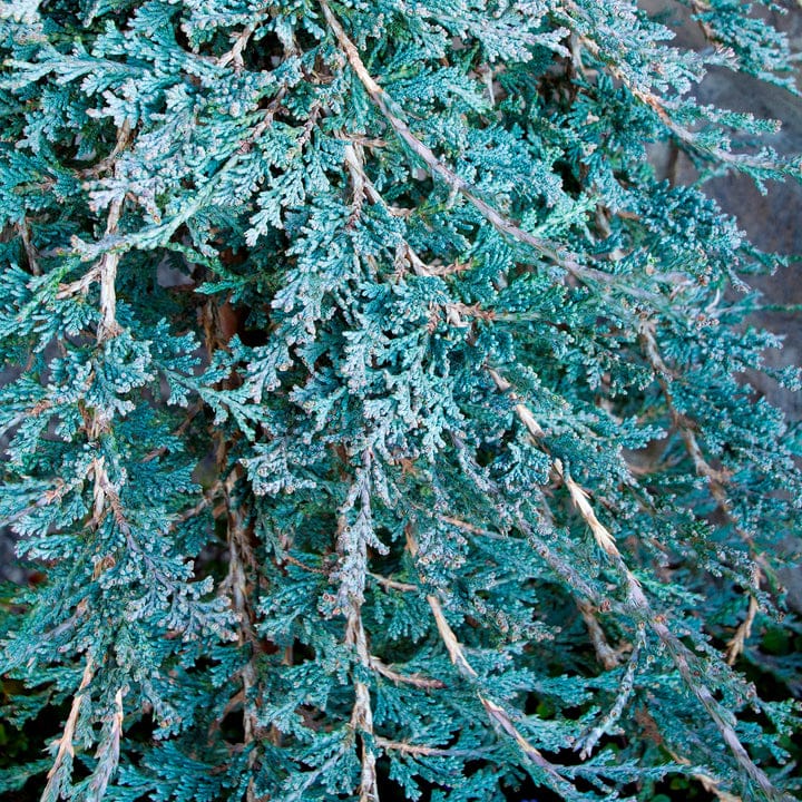 Kadagys gulsčiasis 'Ice Blue' - Image 2