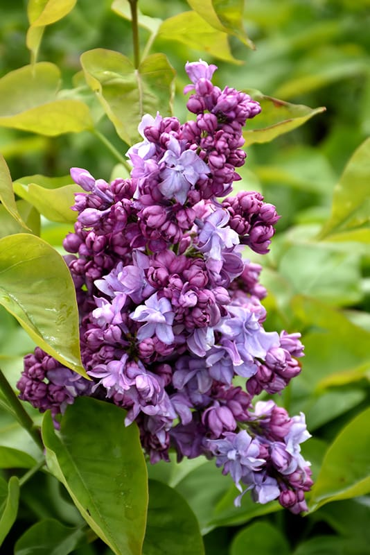 Alyva paprastoji 'Katherine Havemeyer'