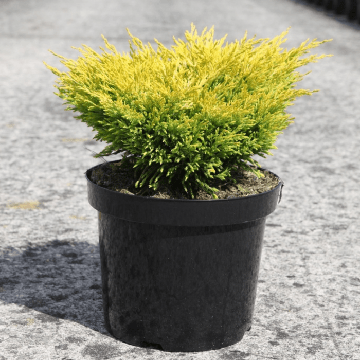 Kadagys horizontalusis 'Lime Glow'