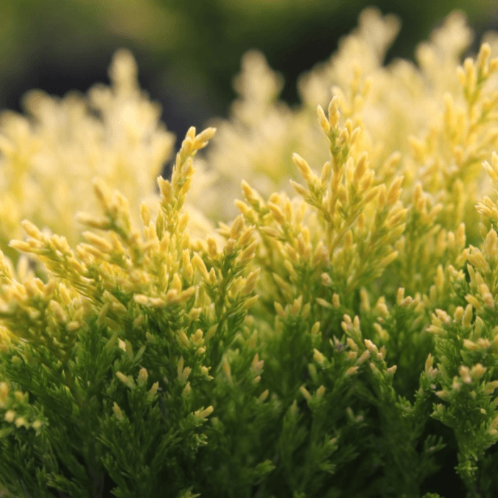 Kadagys horizontalusis 'Lime Glow' - Image 2