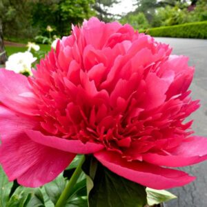 Bijūnas ’Many Happy Returns’