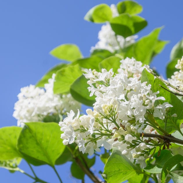 Alyva paprastoji 'Mme Lemoine'