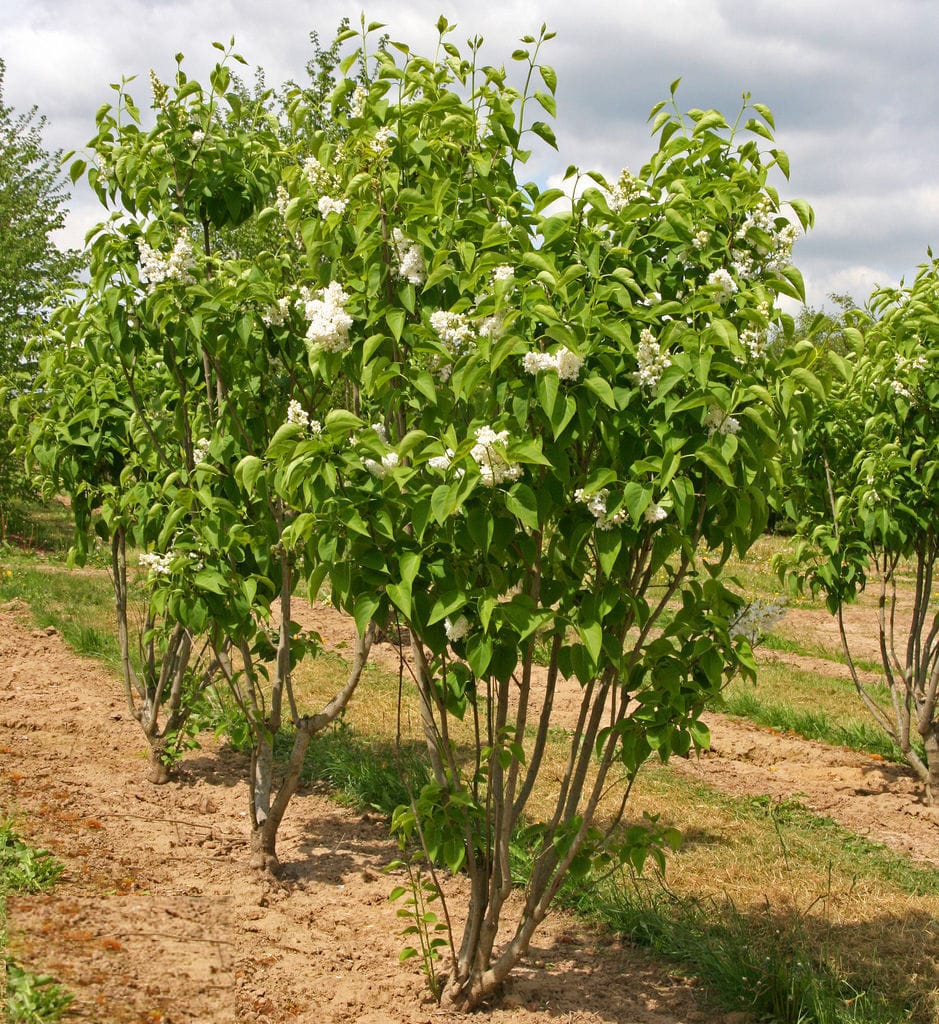 Alyva paprastoji 'Mme Lemoine' - Image 3