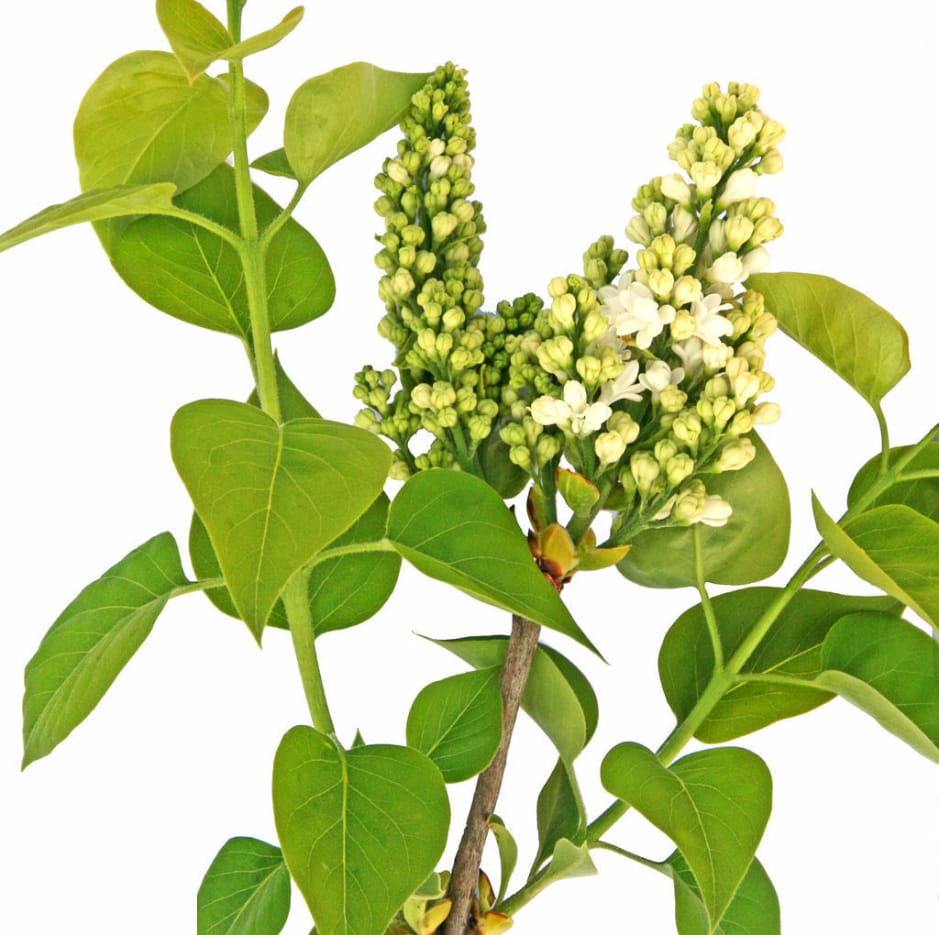 Alyva paprastoji 'Mme Lemoine' - Image 2