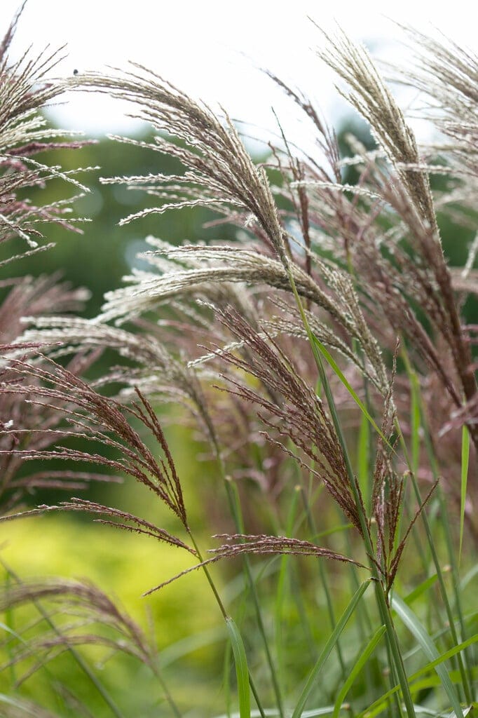 Miskantas kininis 'Malepartus' - Image 2