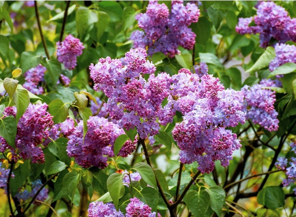 Alyva paprastoji 'Michel Buchner' - Image 2