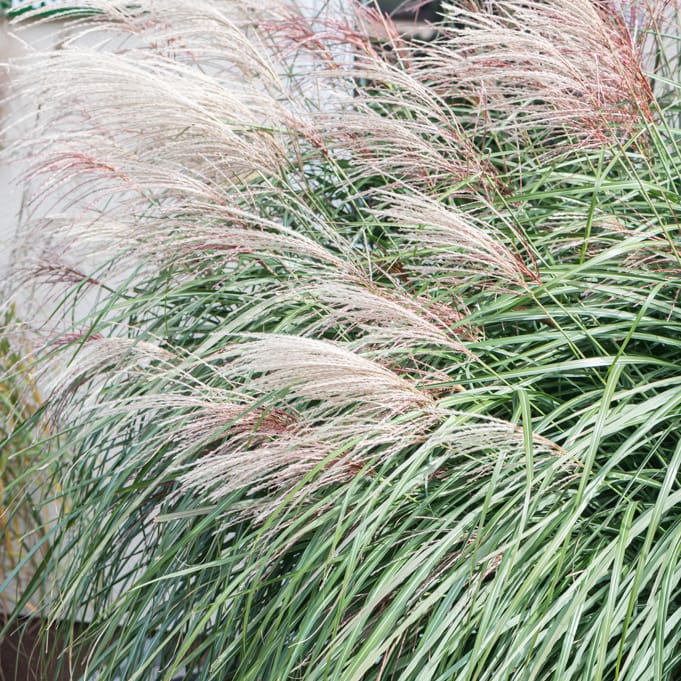 Miskantas 'Grosse Fontane' - Image 3