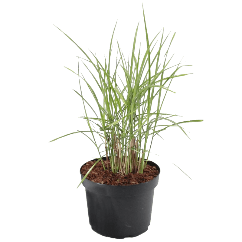 Miskantas kininis 'Malepartus' - Image 4