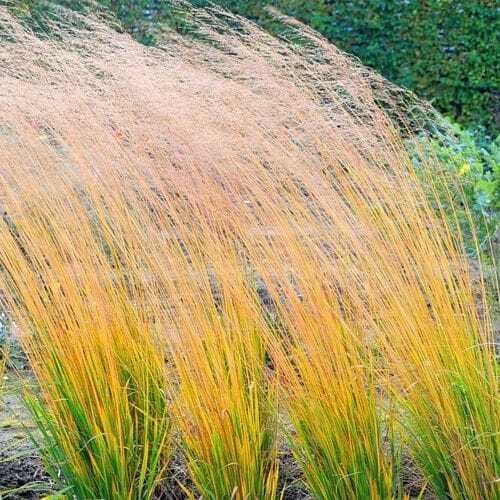 Melvenė nendrinė ‘JS Yellow Pipe‘