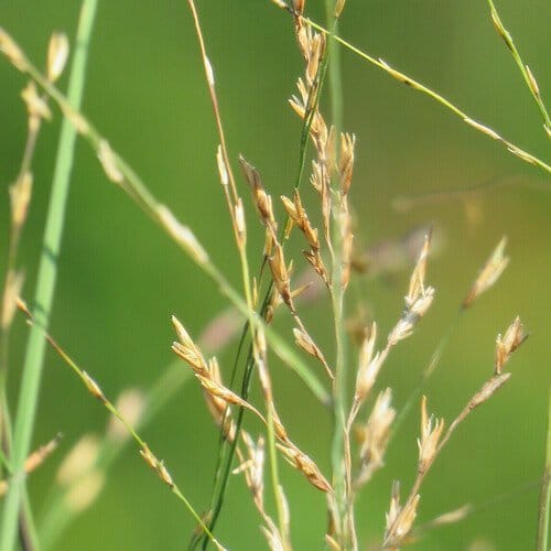 Melvenė nendrinė ‘JS Yellow Pipe‘ - Image 2