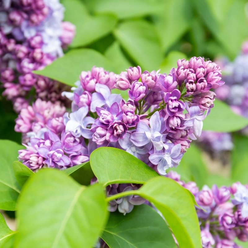 Alyva paprastoji 'Nadezhda'