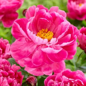 Bijūnas žolinis ’Red Sarah Bernard’