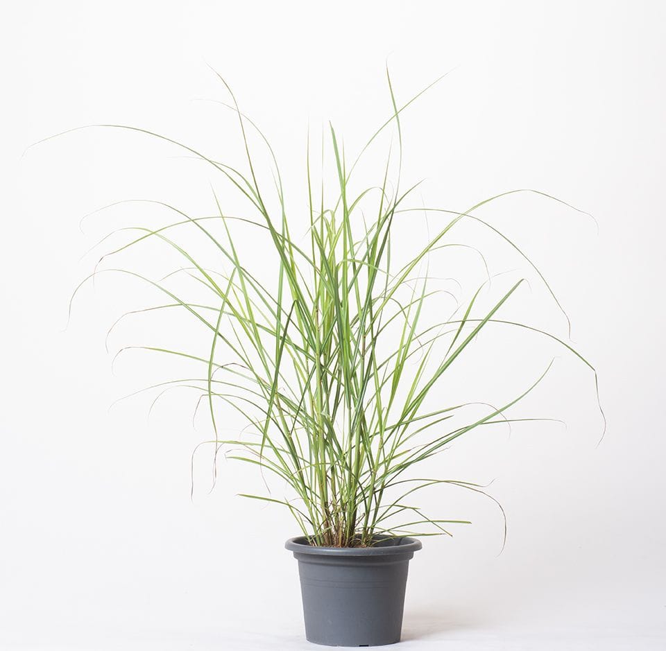 Miskantas ‘Silberfeder’