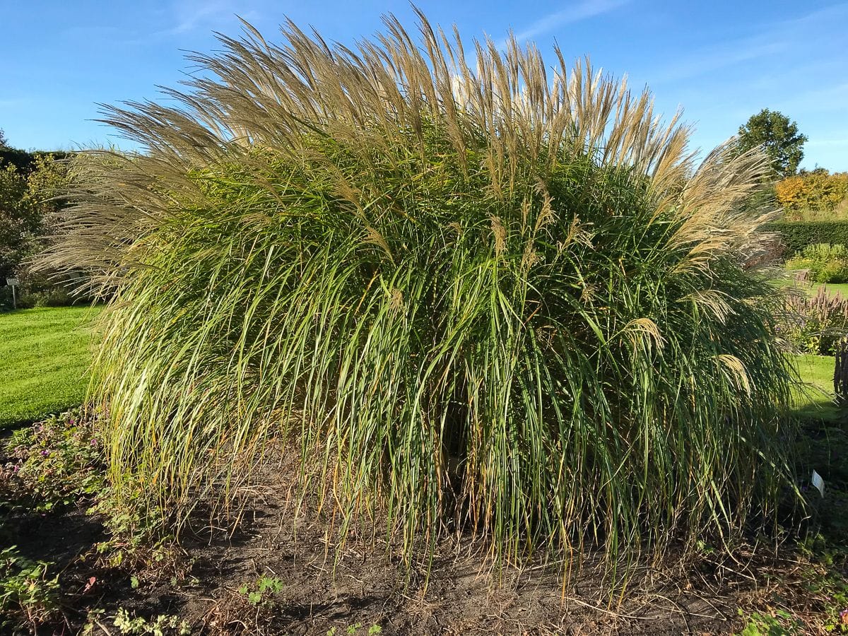 Miskantas ‘Silberfeder’ - Image 2