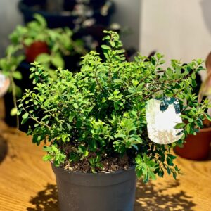 Lanksva niponinė 'Snowmound'