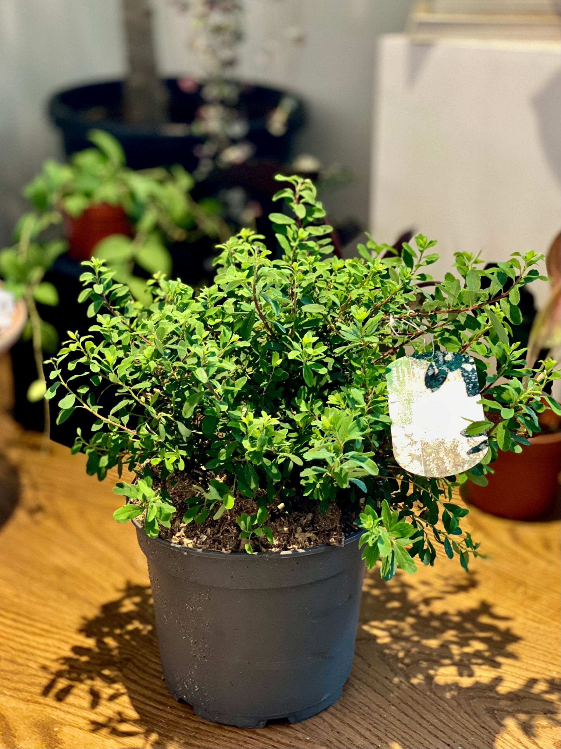 Lanksva niponinė 'Snowmound'