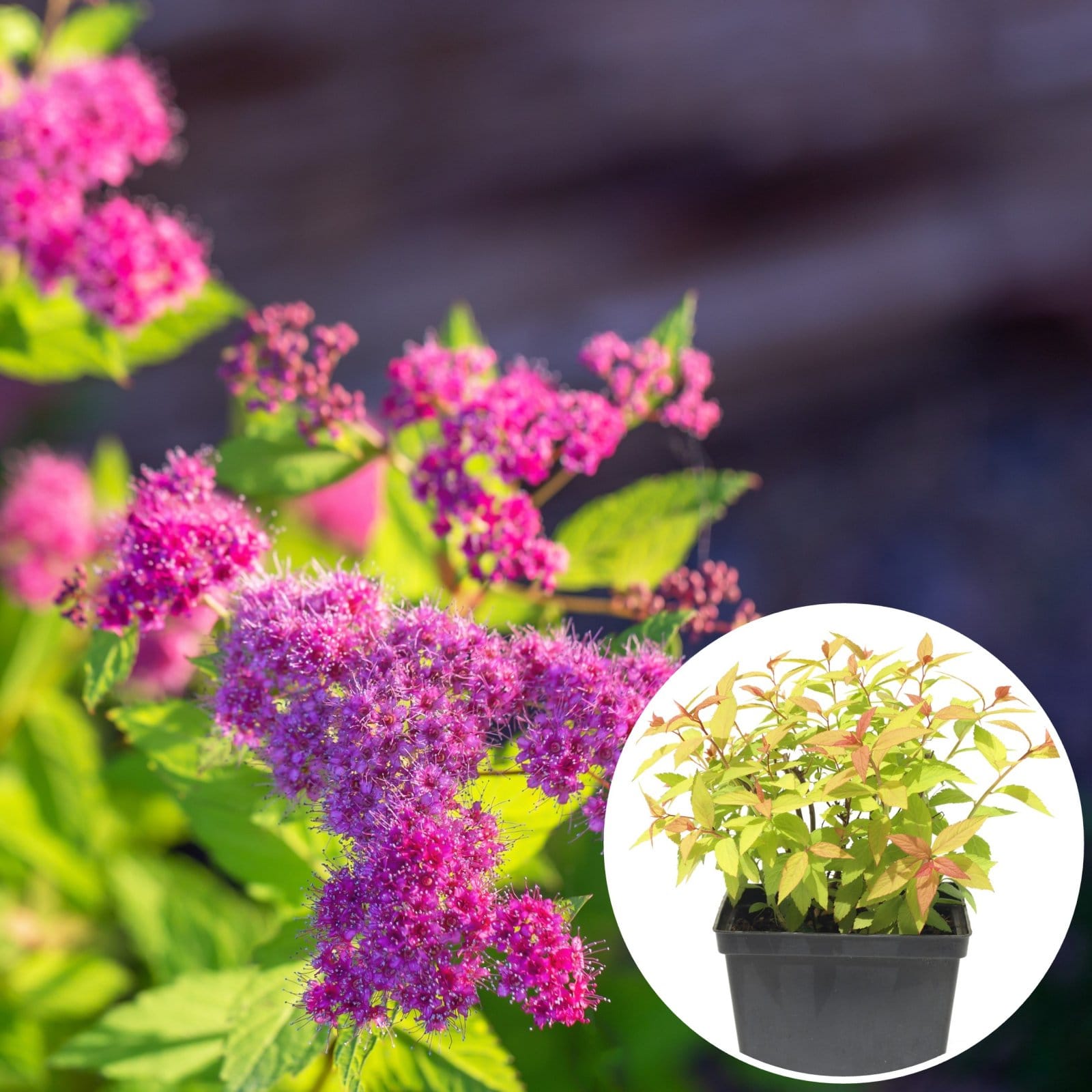 Lanksva japoninė 'Golden Princess'