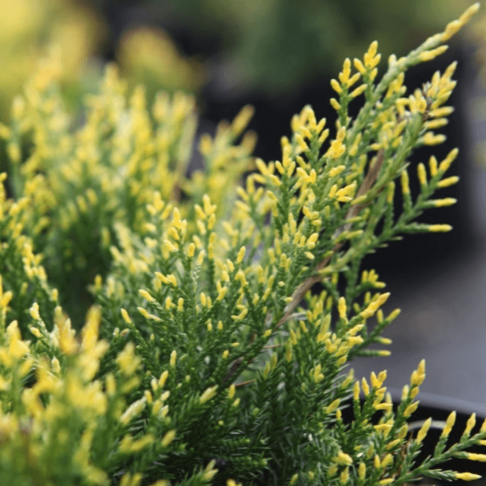 Tarpinis kadagys 'King of Spring' - Image 2