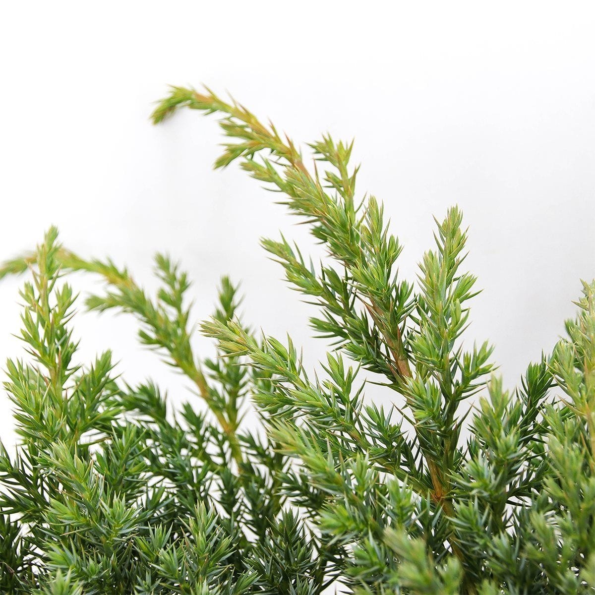 Žvynuotasis kadagys 'Blue Swede' - Image 3