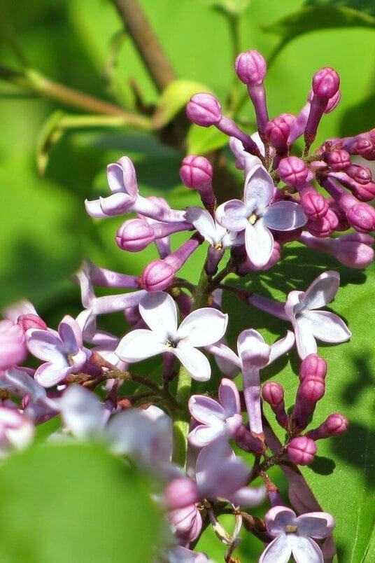 Alyva vengrinė stambialapė - Image 2