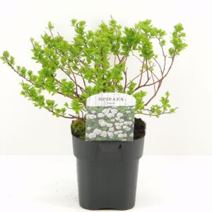 Lanksva beržalapė 'Tor'