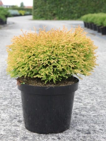 Vakarinė tuja ‘Golden Tuffet’