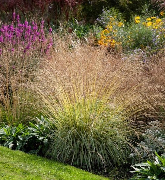 Melvenė melsvoji 'Variegata'