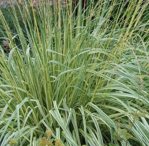 Melvenė melsvoji 'Variegata' - Image 2