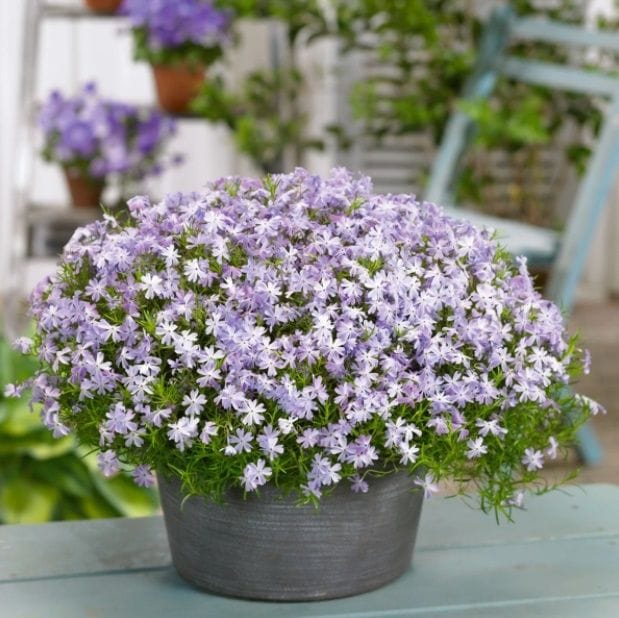 Ylalapis flioksas 'G. F. Wilson' - Image 2