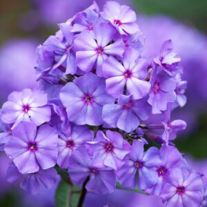 Šluotelinis flioksas ‘Blue Paradise’