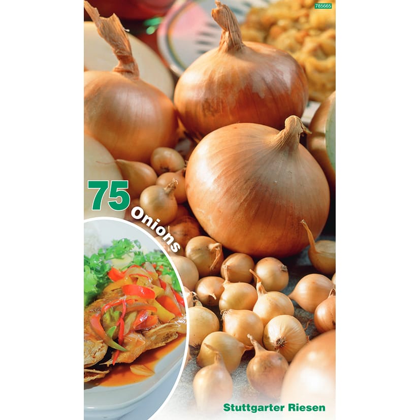 Svogūnai valgomieji 'Stuttgarter Riesen' (75vnt)