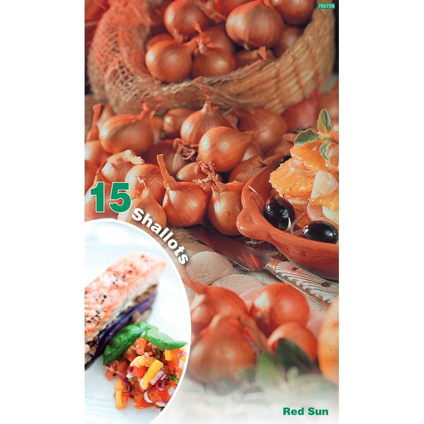 Svogūnai laiškiniai 'Red Sun' (15vnt)