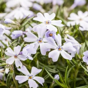 Ylalapis flioksas 'G. F. Wilson'