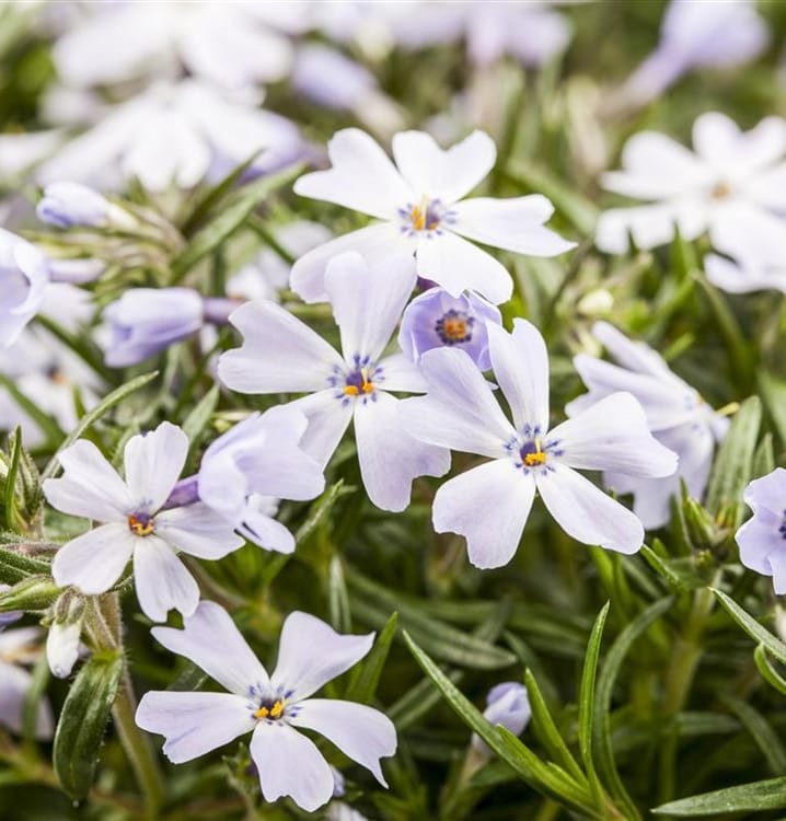 Ylalapis flioksas 'G. F. Wilson'