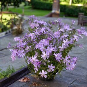 Ylalapis flioksas ‘Emerald Cushion Blue’