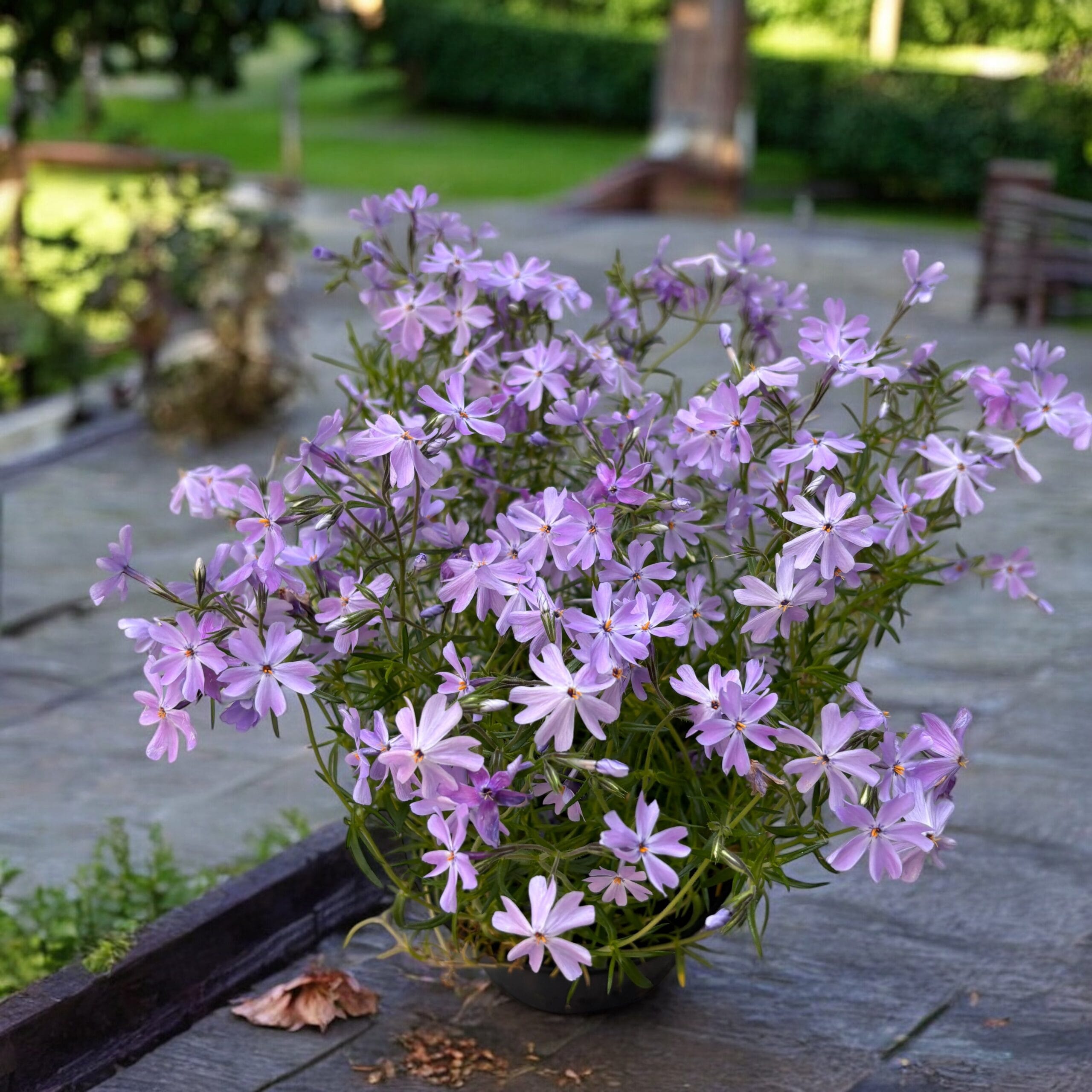 Ylalapis flioksas ‘Emerald Cushion Blue’