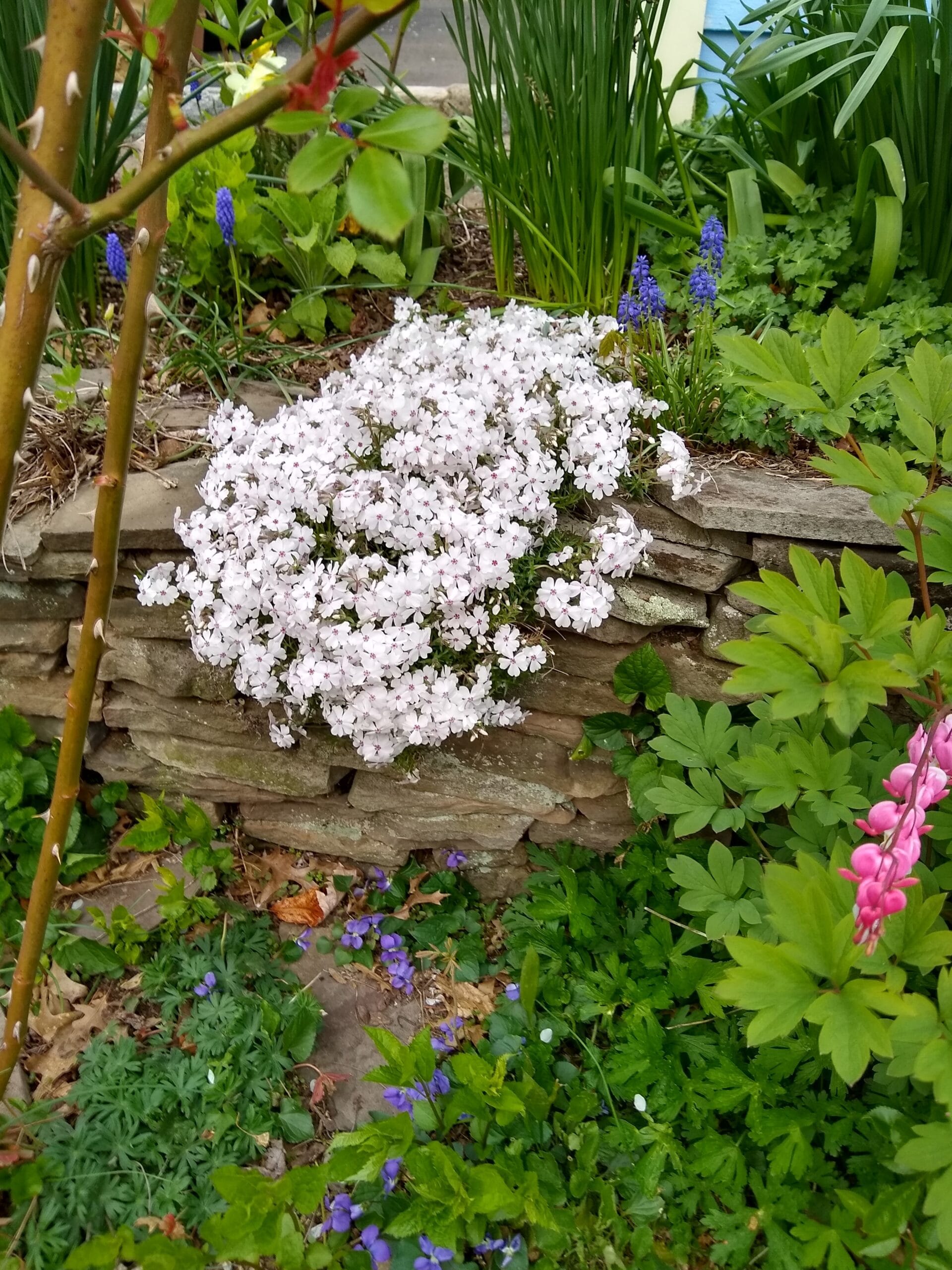 Duglaso flioksas ‘White Admiral’ - Image 2