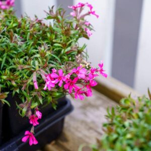 Ylalapis flioksas ‘Scarlet Flame’