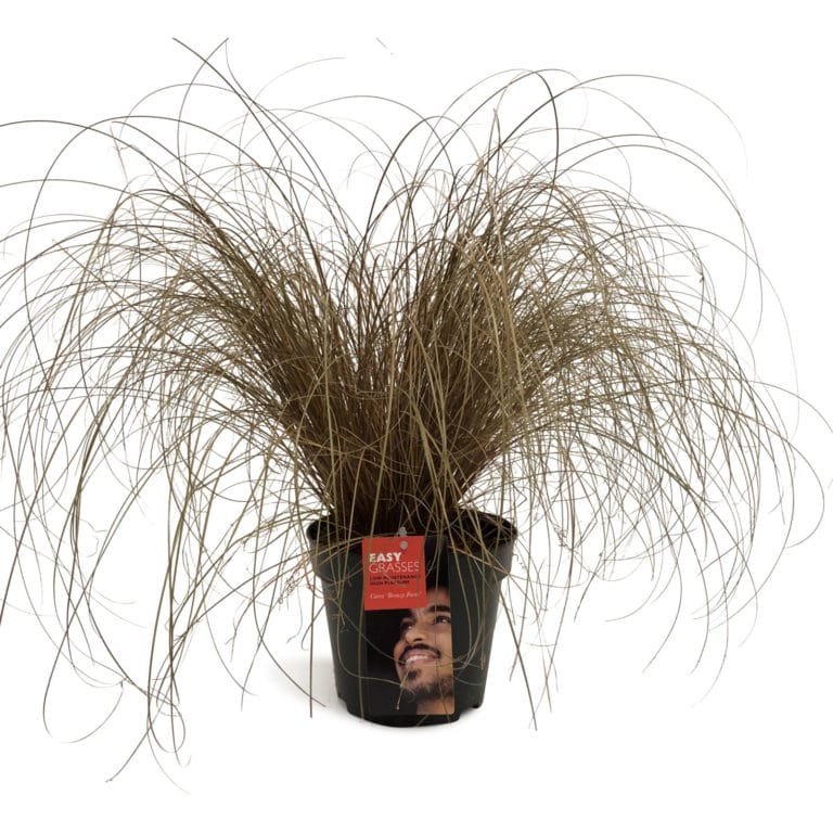 Viksva 'Bronze Form'