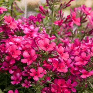 Šluotelinis flioksas 'Early Red'