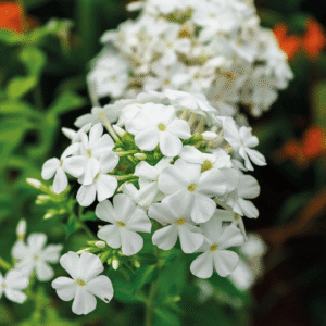 Duglaso flioksas ‘White Admiral’