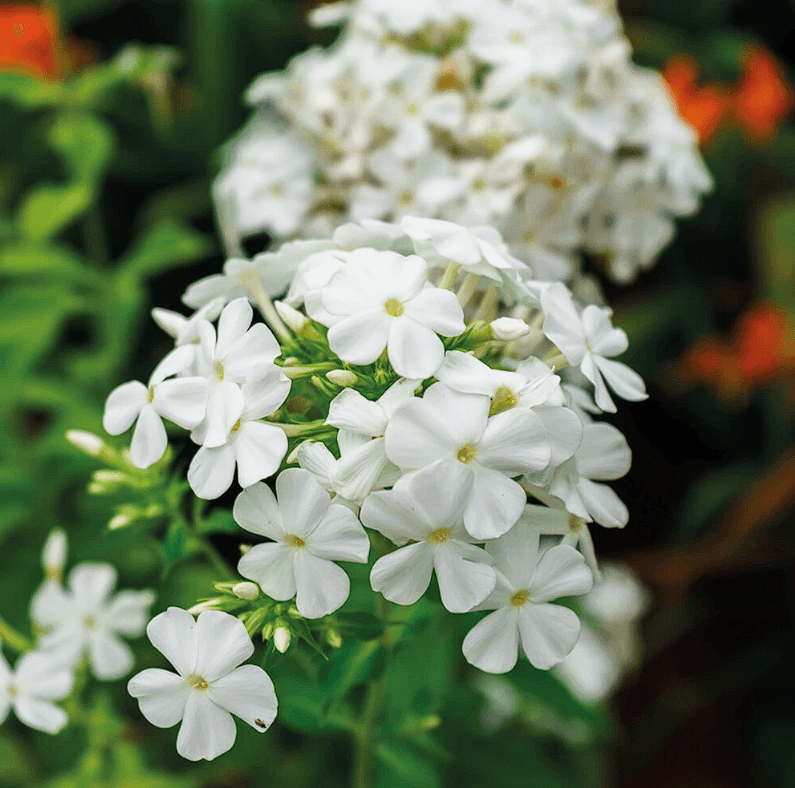 Duglaso flioksas ‘White Admiral’