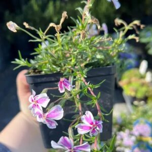 Ylalapis flioksas 'Candy Stripes'