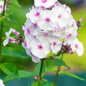 Ylalapis flioksas ‘Amazing Grace’