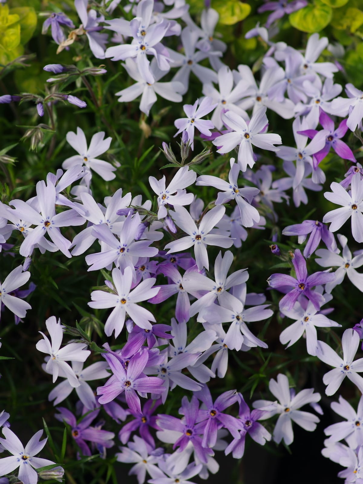 Ylalapis flioksas 'G. F. Wilson' - Image 3